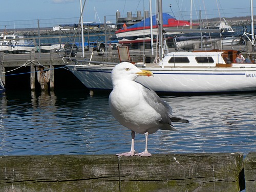 Rostock Warnemünde
Sea gull on jetty 
Schifffahrt/Hafen, Fauna - Vögel, Hinterland
Dörte Salecker